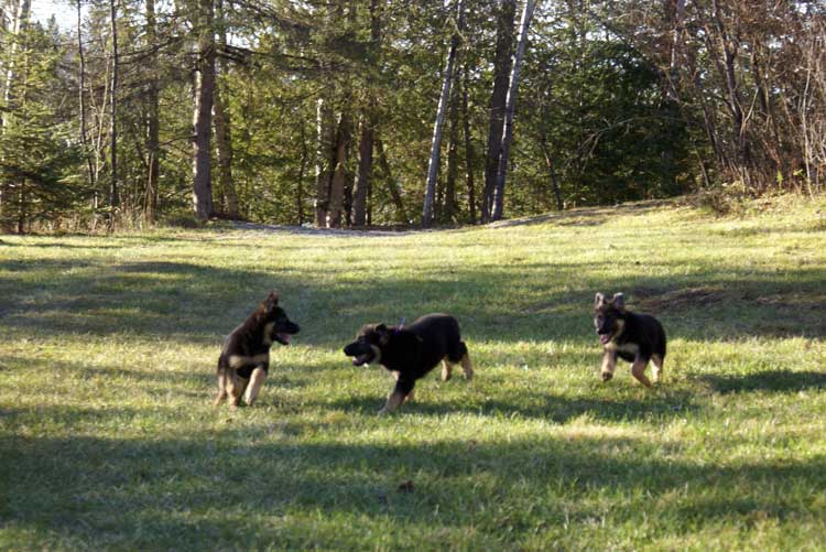 Chiots Femelle Berger allemand - Jessi, Staffel et Blue(qui est a vendre et encore disponible
