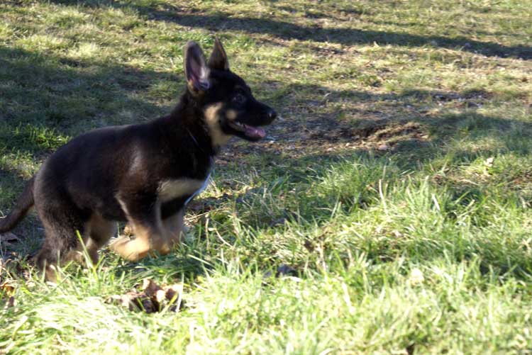 Chiots Femelle Berger allemand - Jessi, Staffel et Blue(qui est a vendre et encore disponible