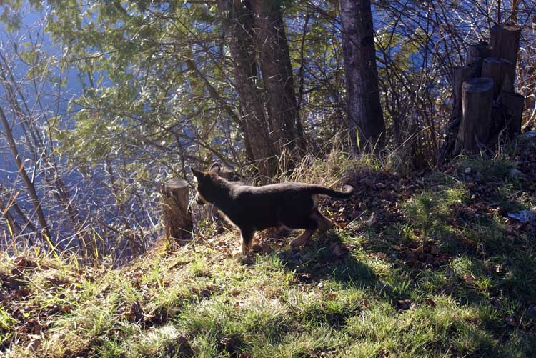 Chiots Femelle Berger allemand - Jessi, Staffel et Blue(qui est a vendre et encore disponible