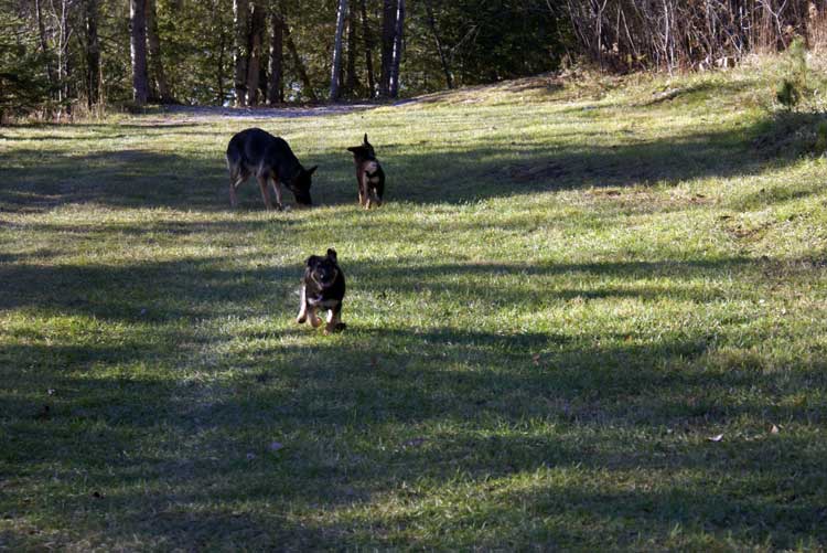 Chiots Femelle Berger allemand - Jessi, Staffel et Blue(qui est a vendre et encore disponible
