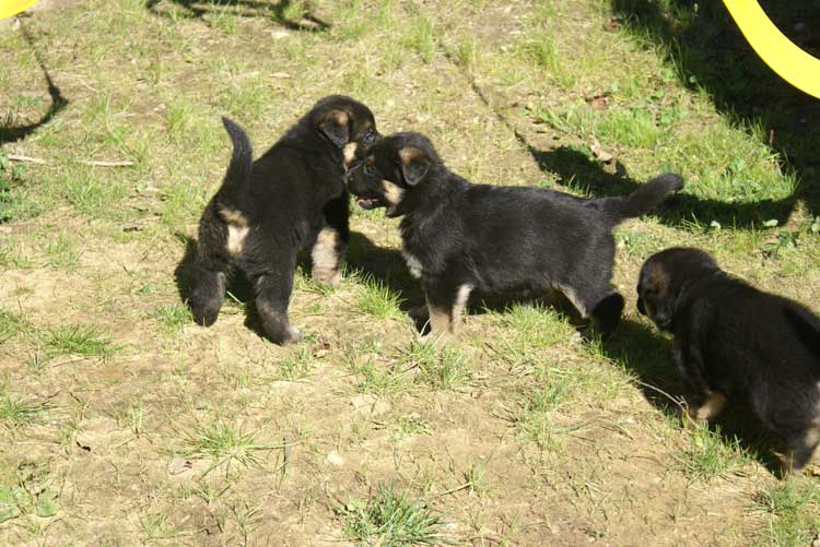 Chiots Lady Octobre 2010