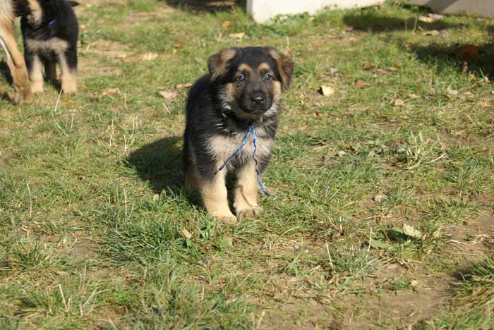 Chiot berger Allemand "Flic" 22 et 23 Octobre 2010