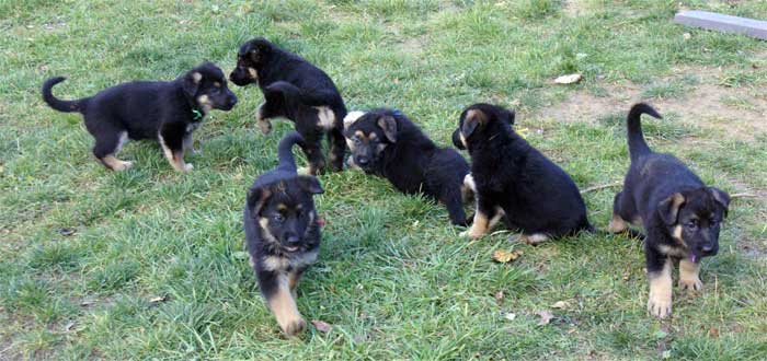 Chiots Berger Allemand - Eleveur de passion de lignées de Champion