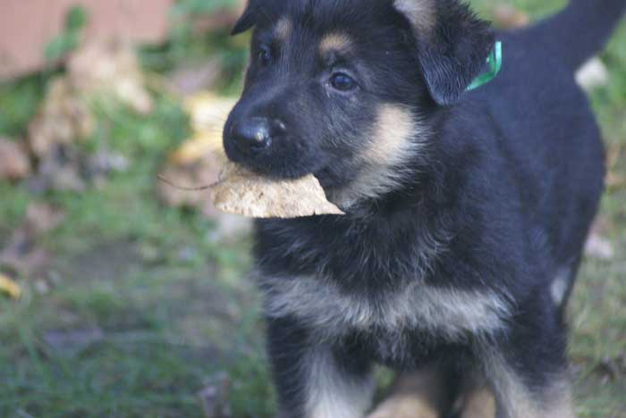 Chiot berger Allemand Vert 16 et 17 Octobre 2010