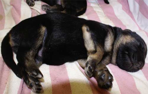 Chiots berger allemand chiots de Lady - 4 Femelles 3 males a vendre
