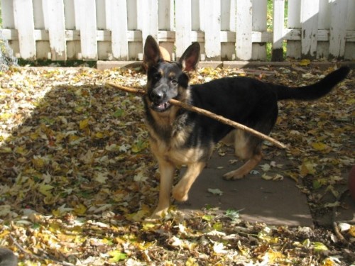 Lady - Berger Allemand Pure Race de grande lignee