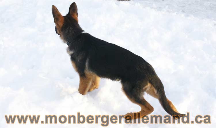 Chiots et chien berger allemand - 15 mars 2011