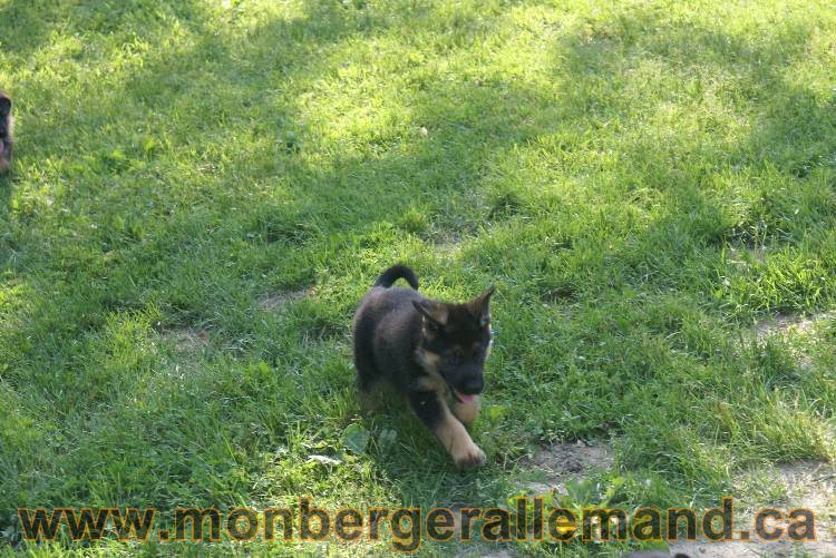 17 juin 2011 - Berger Allemand de grande LIgnée