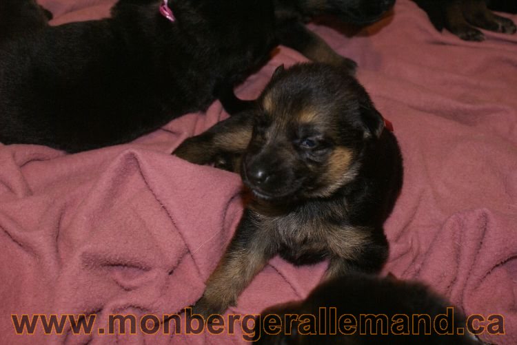 Les chiots et les chiens berger allemand