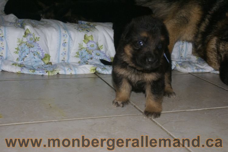 Chiota a Lady 21 jours de vie