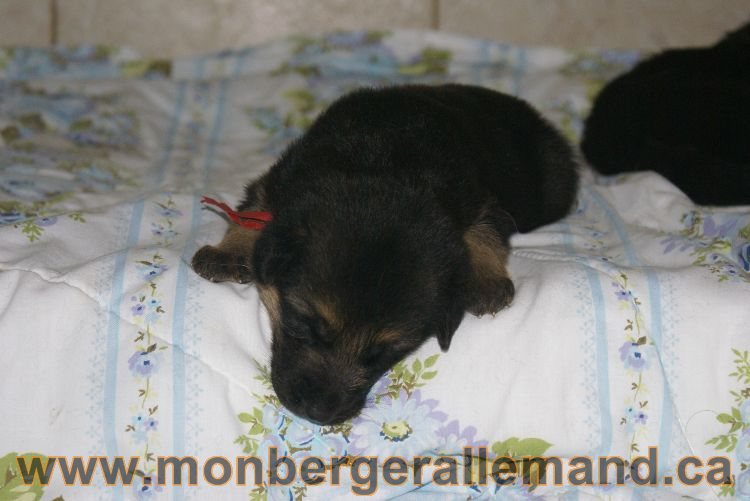 Chiota a Lady 21 jours de vie