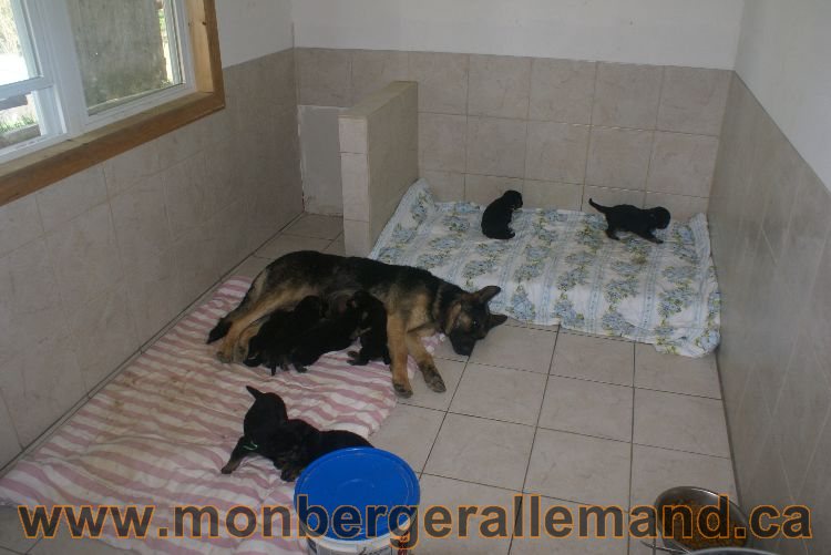 Chiota a Lady 21 jours de vie