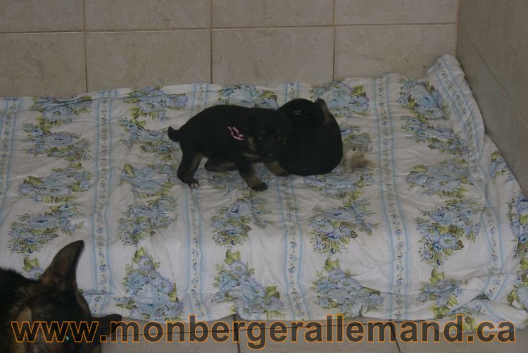 Chiota a Lady 21 jours de vie