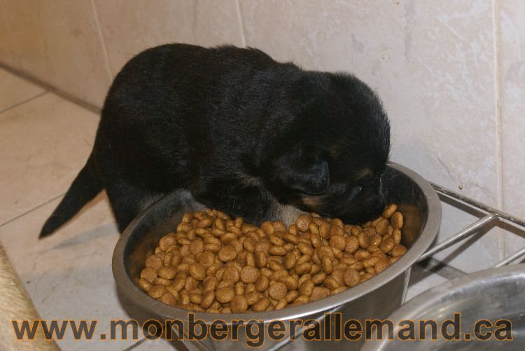 Chiota a Lady 21 jours de vie