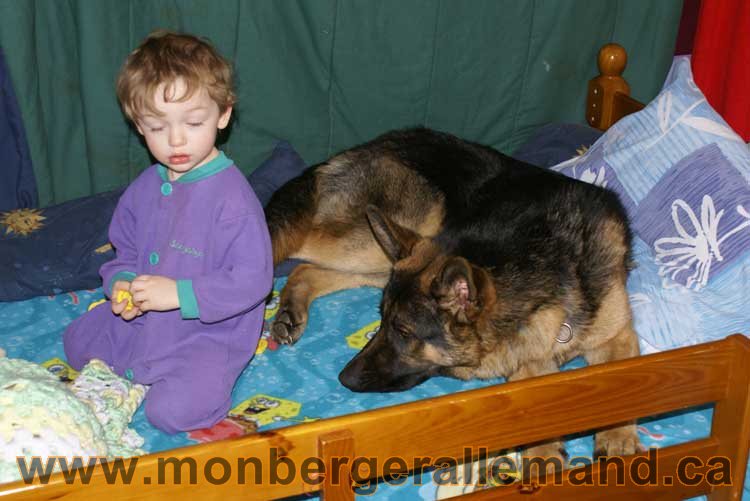 Berger allemand 2011 - OPutaouais, Laurentides, de Montreal a sherbrooke, de l'estrie a la monteregie Québec, Canada