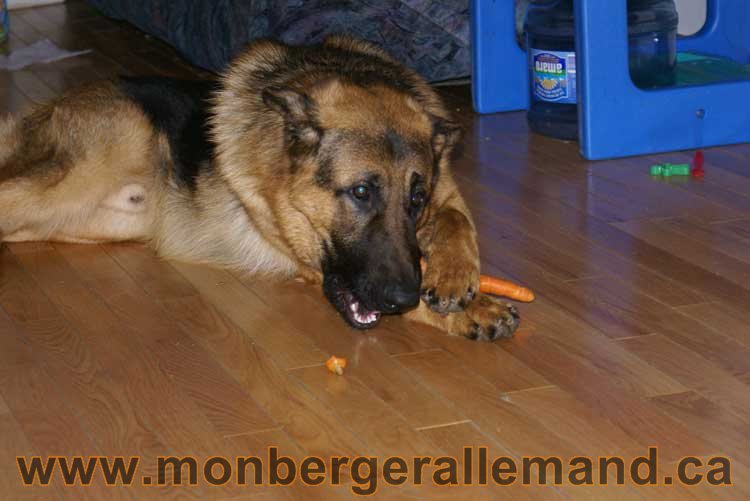 Berger allemand 2011 - OPutaouais, Laurentides, de Montreal a sherbrooke, de l'estrie a la monteregie Québec, Canada