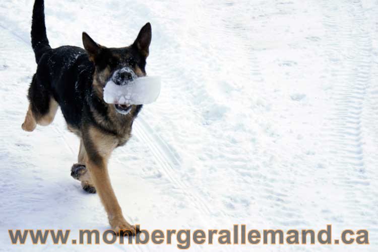 Berger allemand 2011 - OPutaouais, Laurentides, de Montreal a sherbrooke, de l'estrie a la monteregie Québec, Canada