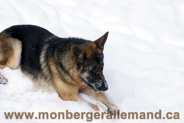 Berger allemand 2011 - OPutaouais, Laurentides, de Montreal a sherbrooke, de l'estrie a la monteregie Québec, Canada