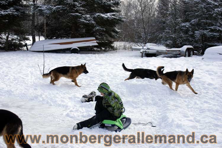 Berger allemand 2011 - OPutaouais, Laurentides, de Montreal a sherbrooke, de l'estrie a la monteregie Québec, Canada