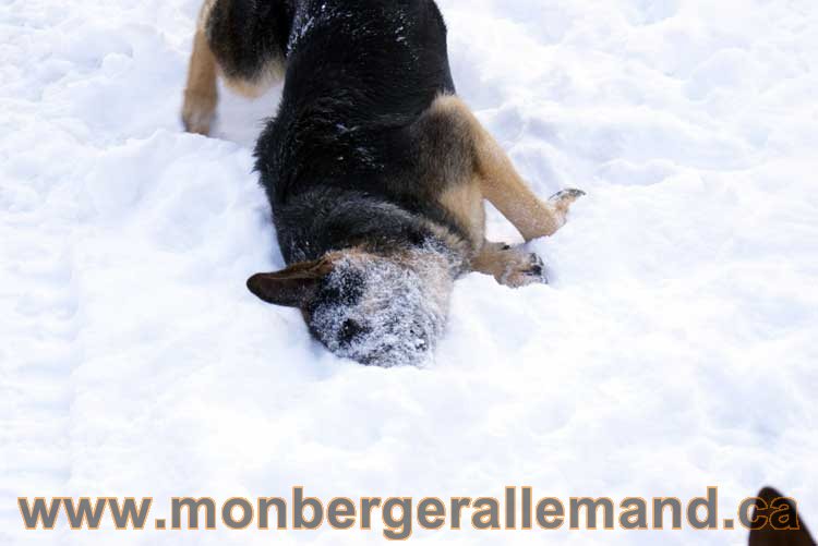 Berger allemand 2011 - OPutaouais, Laurentides, de Montreal a sherbrooke, de l'estrie a la monteregie Québec, Canada