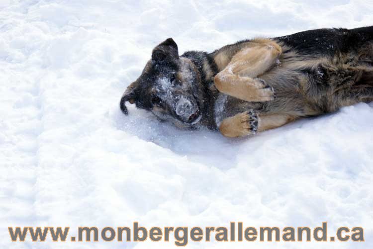 Berger allemand 2011 - OPutaouais, Laurentides, de Montreal a sherbrooke, de l'estrie a la monteregie Québec, Canada