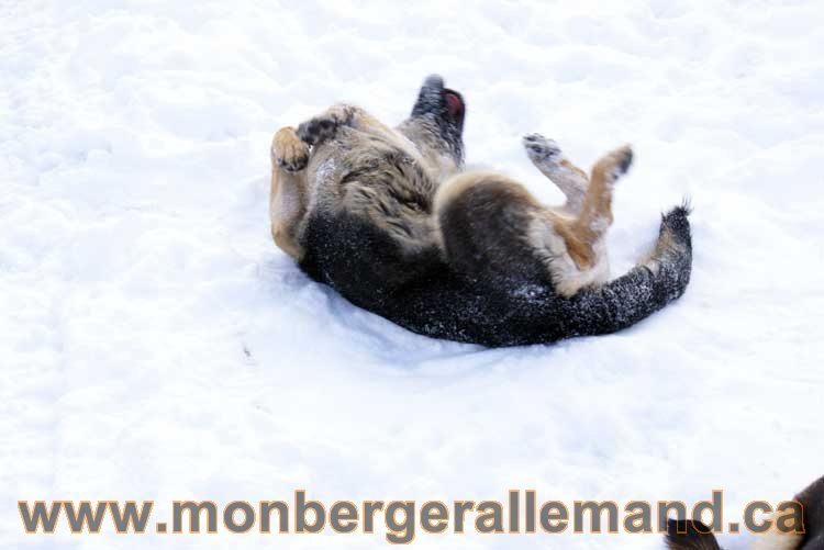 Berger allemand 2011 - OPutaouais, Laurentides, de Montreal a sherbrooke, de l'estrie a la monteregie Québec, Canada