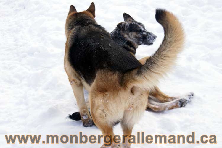 Berger allemand 2011 - OPutaouais, Laurentides, de Montreal a sherbrooke, de l'estrie a la monteregie Québec, Canada