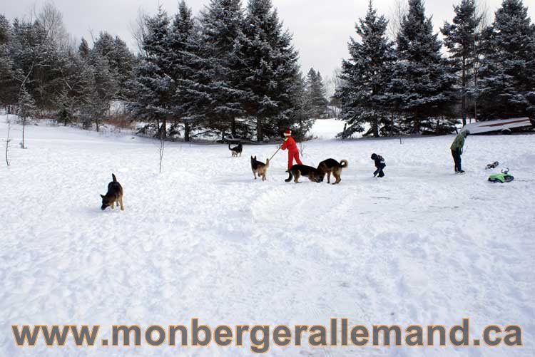 Berger allemand 2011 - OPutaouais, Laurentides, de Montreal a sherbrooke, de l'estrie a la monteregie Québec, Canada