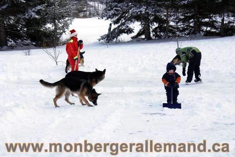 Berger allemand 2011 - OPutaouais, Laurentides, de Montreal a sherbrooke, de l'estrie a la monteregie Québec, Canada