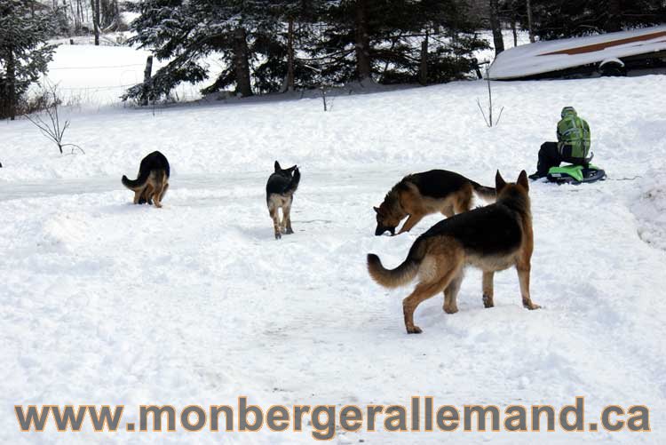 Berger allemand 2011 - OPutaouais, Laurentides, de Montreal a sherbrooke, de l'estrie a la monteregie Québec, Canada