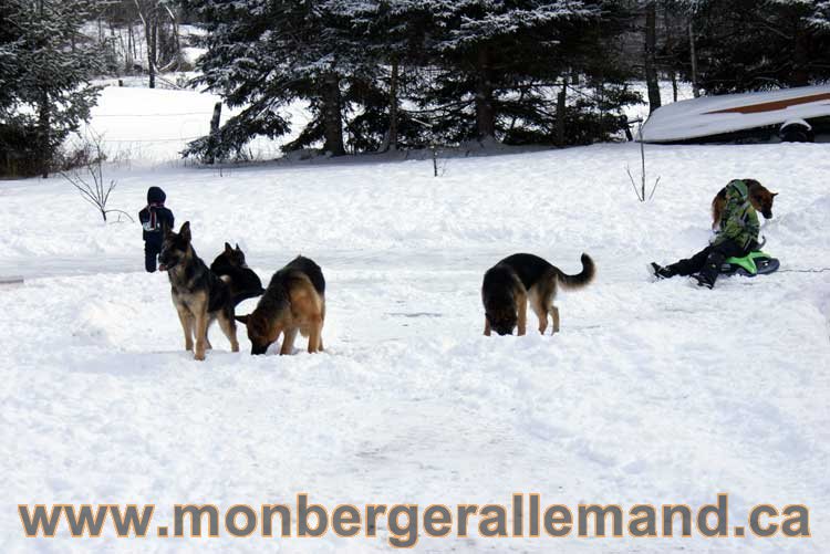 Berger allemand 2011 - OPutaouais, Laurentides, de Montreal a sherbrooke, de l'estrie a la monteregie Québec, Canada