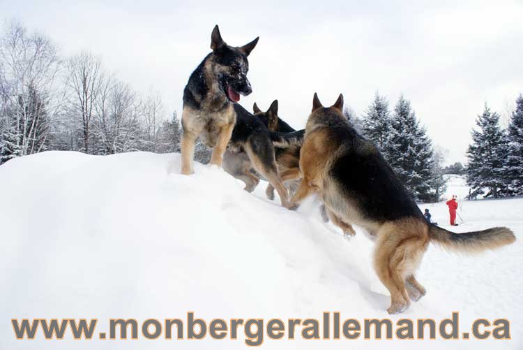 Berger allemand 2011 - OPutaouais, Laurentides, de Montreal a sherbrooke, de l'estrie a la monteregie Québec, Canada
