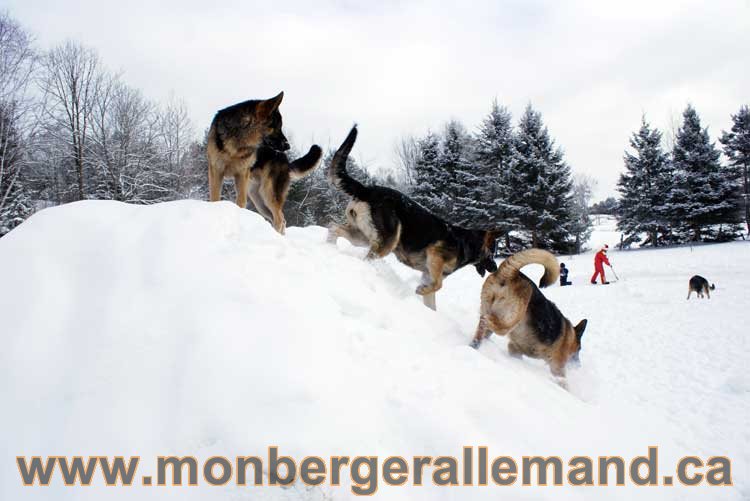 Berger allemand 2011 - OPutaouais, Laurentides, de Montreal a sherbrooke, de l'estrie a la monteregie Québec, Canada