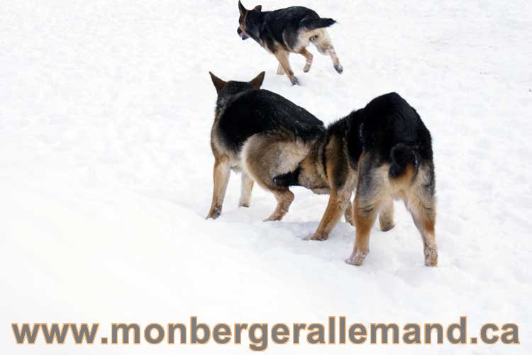 Berger allemand 2011 - OPutaouais, Laurentides, de Montreal a sherbrooke, de l'estrie a la monteregie Québec, Canada