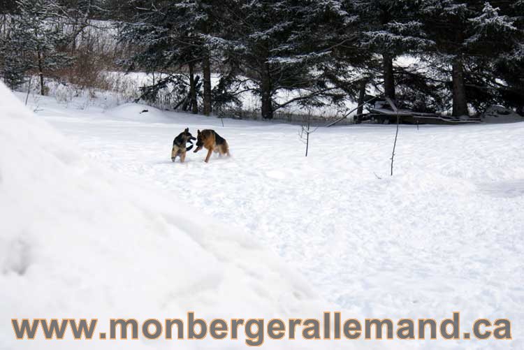 Berger allemand 2011 - OPutaouais, Laurentides, de Montreal a sherbrooke, de l'estrie a la monteregie Québec, Canada