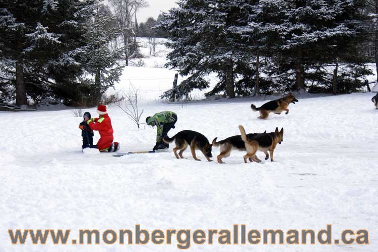 Berger allemand 2011 - OPutaouais, Laurentides, de Montreal a sherbrooke, de l'estrie a la monteregie Québec, Canada