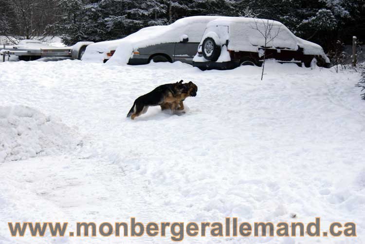 Berger allemand 2011 - OPutaouais, Laurentides, de Montreal a sherbrooke, de l'estrie a la monteregie Québec, Canada