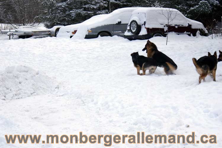 Berger allemand 2011 - OPutaouais, Laurentides, de Montreal a sherbrooke, de l'estrie a la monteregie Québec, Canada