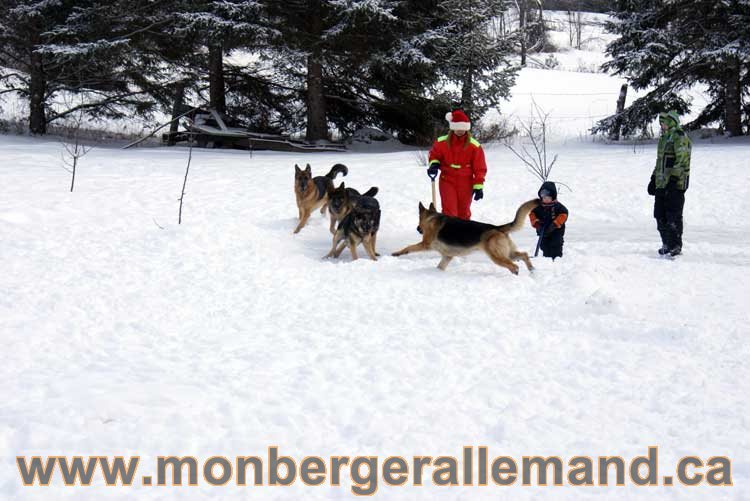 Berger allemand 2011 - OPutaouais, Laurentides, de Montreal a sherbrooke, de l'estrie a la monteregie Québec, Canada