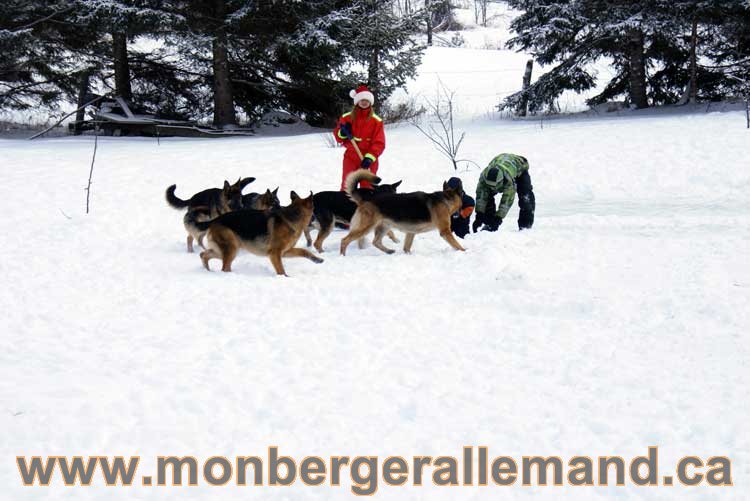 Berger allemand 2011 - OPutaouais, Laurentides, de Montreal a sherbrooke, de l'estrie a la monteregie Québec, Canada