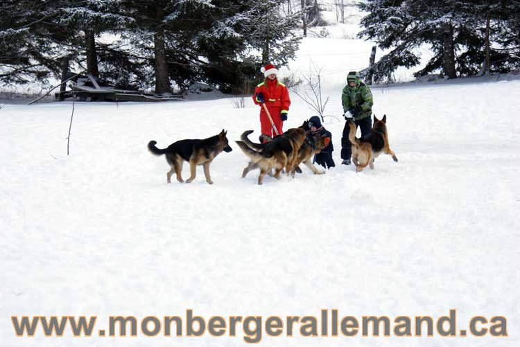 Berger allemand 2011 - OPutaouais, Laurentides, de Montreal a sherbrooke, de l'estrie a la monteregie Québec, Canada