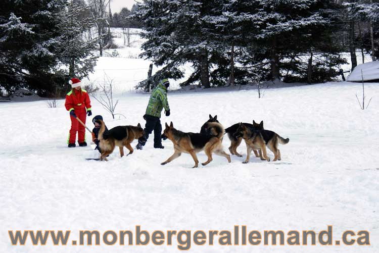 Berger allemand 2011 - OPutaouais, Laurentides, de Montreal a sherbrooke, de l'estrie a la monteregie Québec, Canada