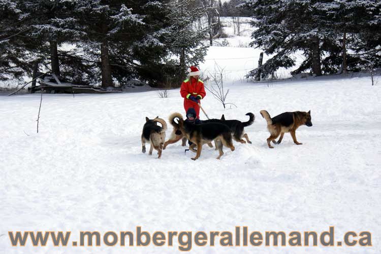 Berger allemand 2011 - OPutaouais, Laurentides, de Montreal a sherbrooke, de l'estrie a la monteregie Québec, Canada