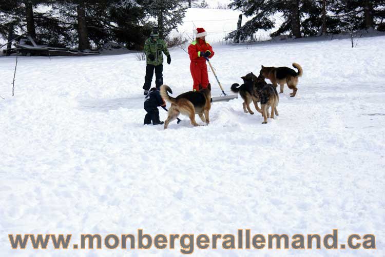 Berger allemand 2011 - OPutaouais, Laurentides, de Montreal a sherbrooke, de l'estrie a la monteregie Québec, Canada