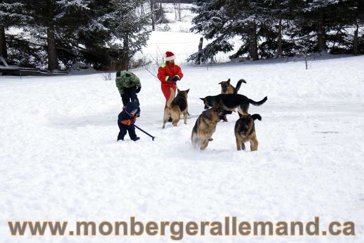 Berger allemand 2011 - OPutaouais, Laurentides, de Montreal a sherbrooke, de l'estrie a la monteregie Québec, Canada