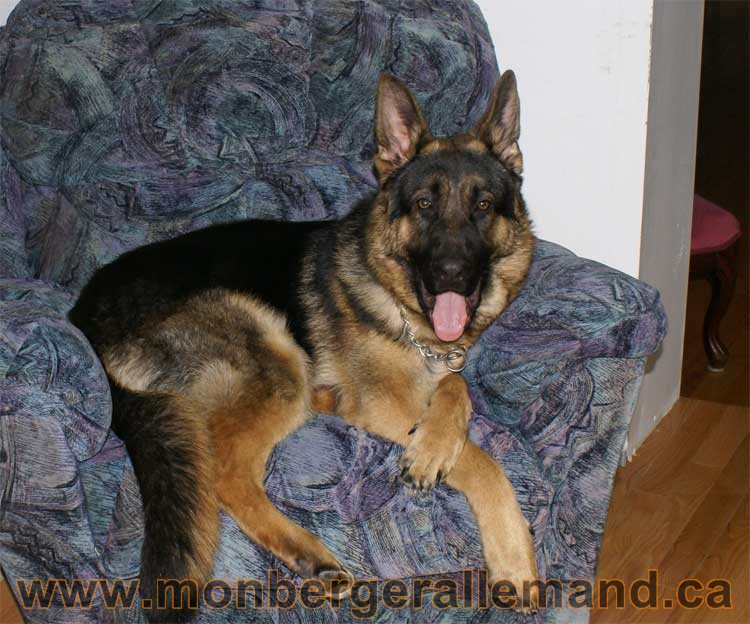 Berger allemand 2011 - OPutaouais, Laurentides, de Montreal a sherbrooke, de l'estrie a la monteregie Québec, Canada