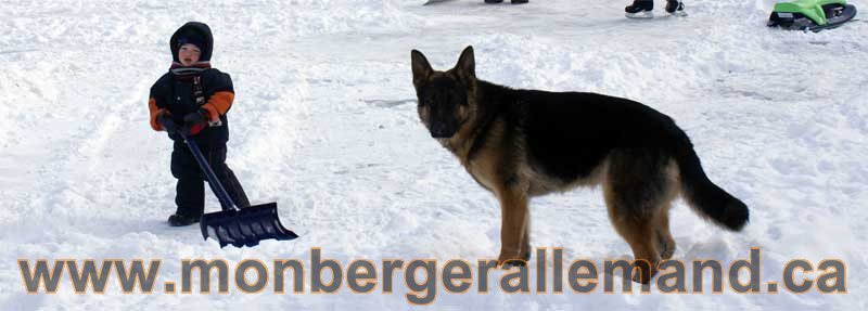 Berger allemand 2011 - OPutaouais, Laurentides, de Montreal a sherbrooke, de l'estrie a la monteregie Québec, Canada