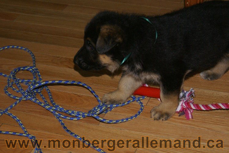 Vert - Male Berger allemand