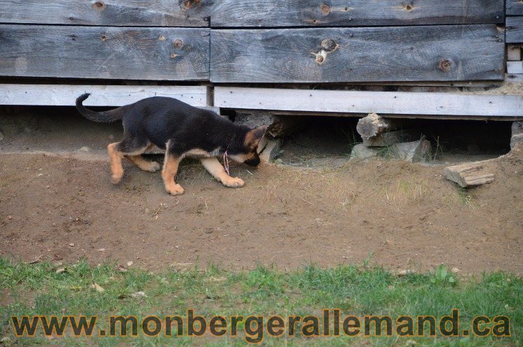 Chiots et chiens 11 Aout 2011