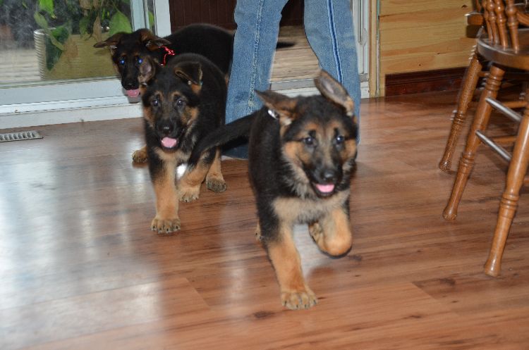 Chiots Berger allemand a Roxy , Le départ !